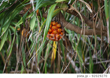 石垣島　フサキビーチのアダンの果実 92029270
