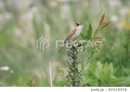 オオヨシキリ 92029458