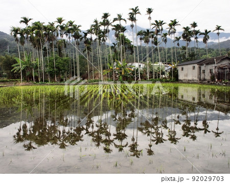 愛し台湾(台湾原住民のチューインガム檳榔、ヤシ科の植物。水田に映るヤシの木の風景に時間を忘れる。) 愛し台湾(台湾原住民のチューインガム檳榔、ヤシ科の植物。水田に映るヤシの木の風景に時間を忘れる。) 92029703