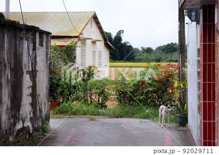 愛し台湾（花蓮縣の玉里町の路地を散歩していると「ワンコ」に出会った。日本語通じるかな？） 92029711