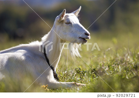 Portrait of white goat with beard on blurred bokeh background. Farming of useful animals concept. 92029721
