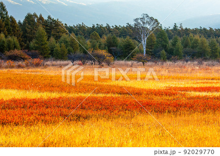 【栃木県・奥日光】草紅葉が彩る小田代ヶ原 10月 【栃木県・奥日光】草紅葉が彩る小田代ヶ原 10月 92029770