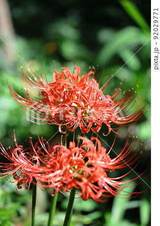 情熱の花 92029771