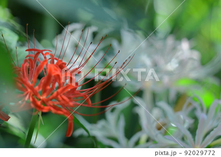 情熱の花 92029772