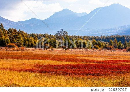 【栃木県・奥日光】草紅葉が彩る小田代ヶ原 10月 【栃木県・奥日光】草紅葉が彩る小田代ヶ原 10月 92029797