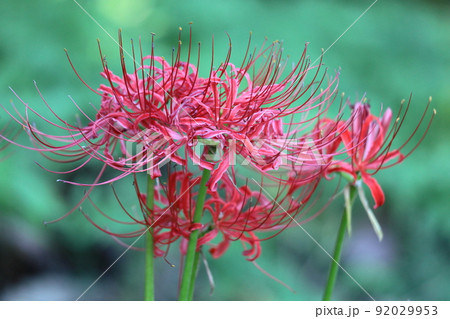 情熱の花 情熱の花 92029953