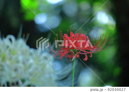 情熱の花 情熱の花 92030027