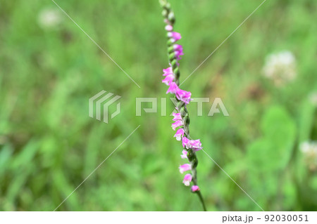 ピンクの花が花茎の周りに螺旋状に並んで咲くネジバナ 92030051