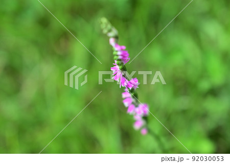 ピンクの花が花茎の周りに螺旋状に並んで咲くネジバナ ピンクの花が花茎の周りに螺旋状に並んで咲くネジバナ 92030053
