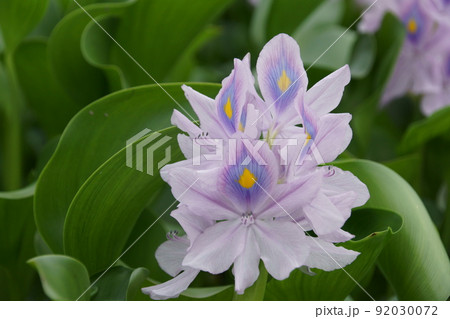 ホテイアオイ 92030072