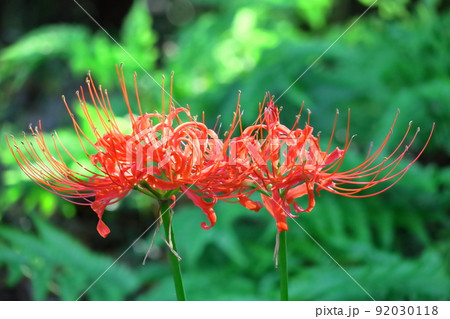 情熱の花 情熱の花 92030118