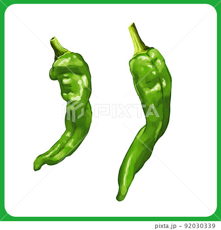 手描き水彩の万願寺唐辛子イラスト01のイラスト素材 [92030339] - PIXTA