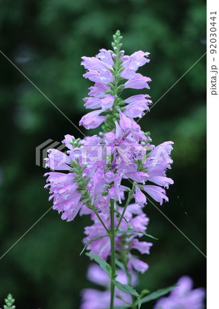 花穂が下から順番に上へ咲く 花穂が下から順番に上へ咲く 92030441