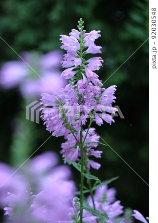 花穂が下から順番に上へ咲く 花穂が下から順番に上へ咲く 92030548