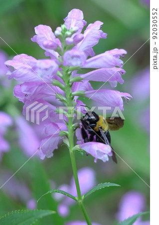 花穂が下から順番に上へ咲く 花穂が下から順番に上へ咲く 92030552