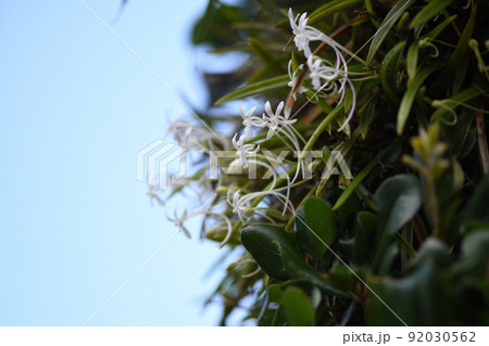 着生植物のフウラン（風蘭） 92030562