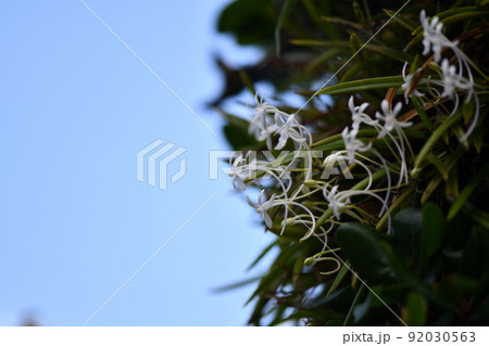 着生植物のフウラン(風蘭) 着生植物のフウラン(風蘭) 92030563