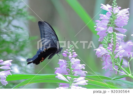 花穂が下から順番に上へ咲く 花穂が下から順番に上へ咲く 92030564