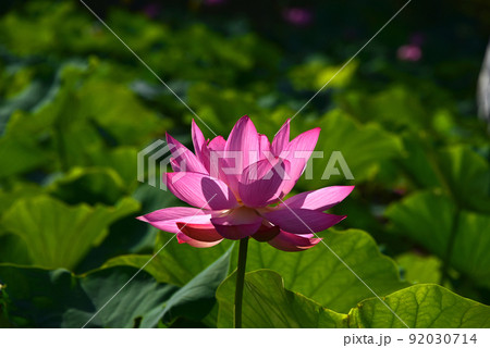 蓮の花 蓮の花 92030714