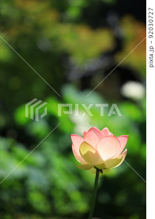 府中市郷土の森公園修景池　蓮 92030727