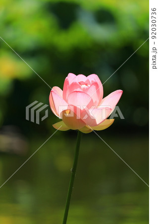 府中市郷土の森公園修景池　蓮 92030736