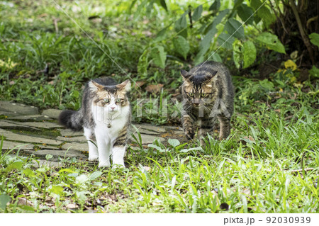 猫 ねこ ネコ 92030939