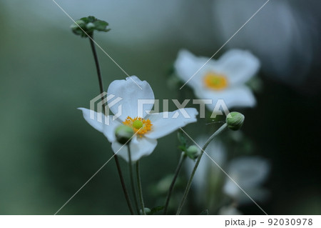 野山にひっそりと咲く 92030978