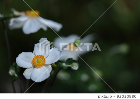 野山にひっそりと咲く 92030980