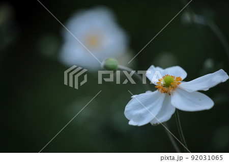 野山にひっそりと咲く 92031065