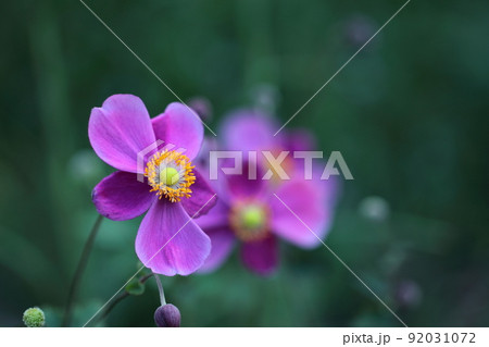 野山にひっそりと咲く 92031072