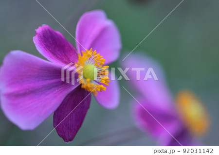 野山にひっそりと咲く 野山にひっそりと咲く 92031142