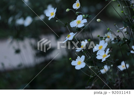 野山にひっそりと咲く 野山にひっそりと咲く 92031143