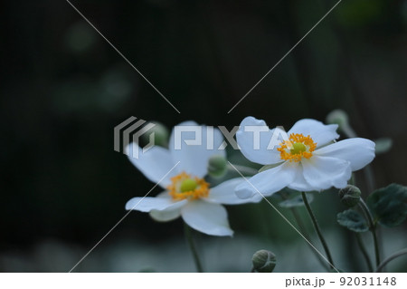 野山にひっそりと咲く 92031148