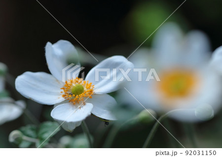 野山にひっそりと咲く 92031150