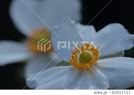 野山にひっそりと咲く 92031151