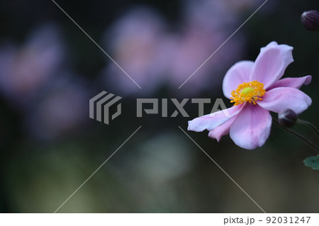 野山にひっそりと咲く 92031247