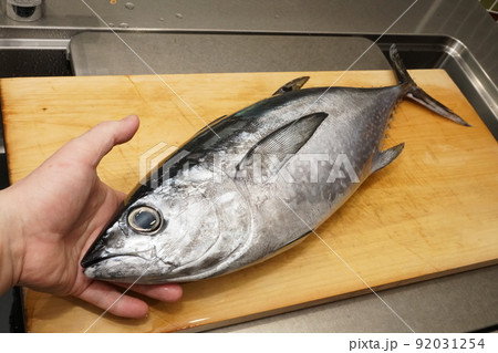 ヨコワ、メジマグロ(本マグロ、クロマグロの幼魚の姿) ヨコワ、メジマグロ(本マグロ、クロマグロの幼魚の姿) 92031254