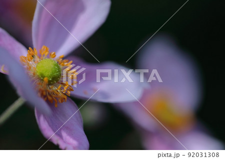 野山にひっそりと咲く 92031308