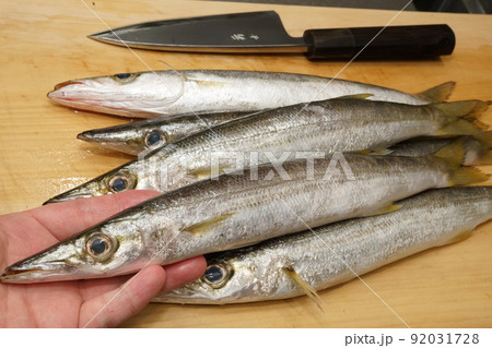 カマスの姿 92031728