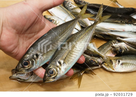 サビキ釣りでよく釣れる小アジ 92031729