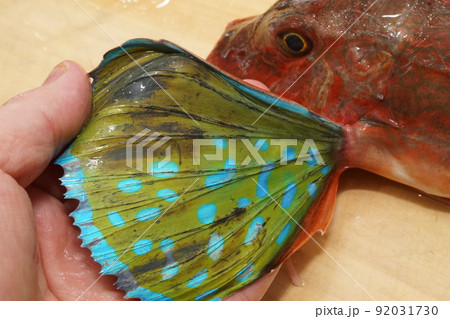 ホウボウの鮮やかで綺麗な胸ビレ ホウボウの鮮やかで綺麗な胸ビレ 92031730