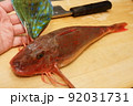 ホウボウの姿 92031731