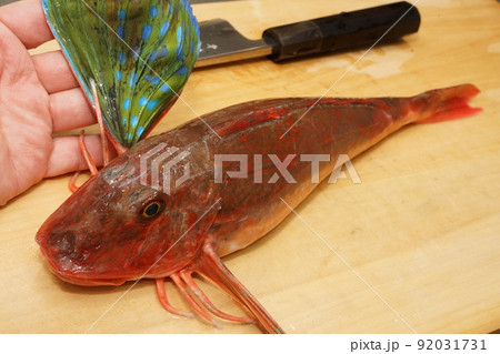 ホウボウの姿 ホウボウの姿 92031731