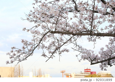 桜ノ宮 天満橋 桜 遊歩道 桜ノ宮 天満橋 桜 遊歩道 92031899