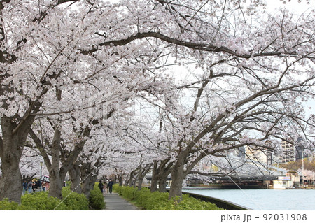 桜ノ宮　天満橋　桜　遊歩道 92031908