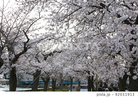 桜ノ宮 天満橋 桜 遊歩道 桜ノ宮 天満橋 桜 遊歩道 92031913