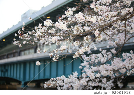 桜ノ宮 天満橋 桜 遊歩道 桜ノ宮 天満橋 桜 遊歩道 92031918