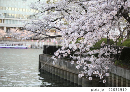 桜ノ宮　天満橋　桜　遊歩道 92031919