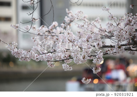 桜ノ宮 天満橋 桜 遊歩道 桜ノ宮 天満橋 桜 遊歩道 92031921