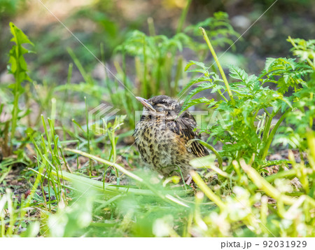 A Redwing chick, Turdus iliacus,, has left the nest and sitting on the spring lawn. A Redwing chick, a bird in the thrush family, sits on the ground and waits for food from its parents. 92031929